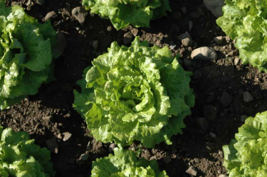 Lettuce in the field