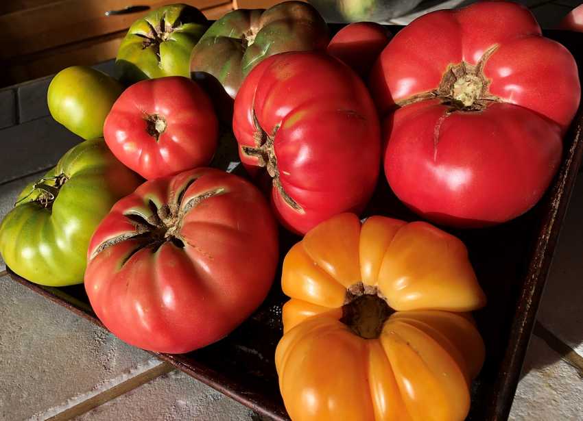 heirloom tomato portrait