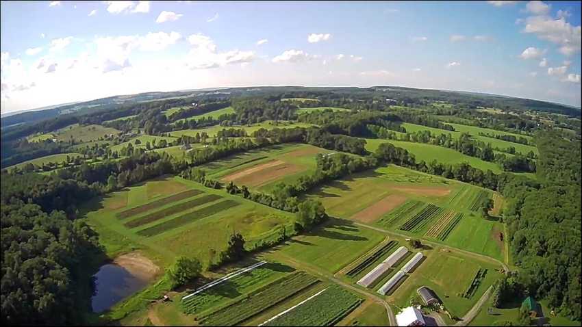 Garlic harvest at Fox Creek Farm